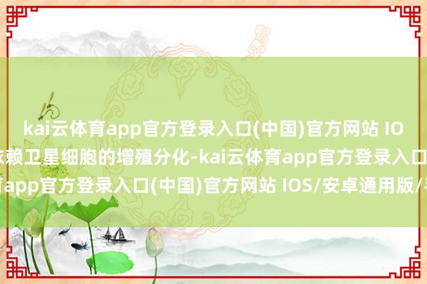 kai云体育app官方登录入口(中国)官方网站 IOS/安卓通用版/手机版依赖卫星细胞的增殖分化-kai云体育app官方登录入口(中国)官方网站 IOS/安卓通用版/手机版